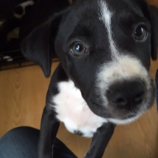 新規応募一時停止中