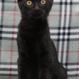 ボブテールの元気な黒猫クウ君♪