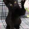 ボブテールの元気な黒猫クウ君♪ サムネイル3
