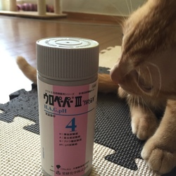 自宅で尿検査を実施！
