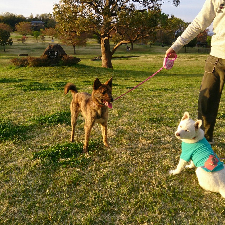 りずのカバー写真
