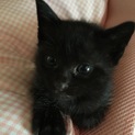 黒い子猫♡