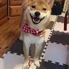の写真