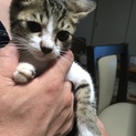 生後5ヶ月未満の子猫の里親さん募集！