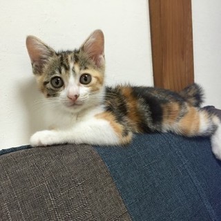 京都市 - しまみけ子猫、運命の飼い主さんを待つ！
