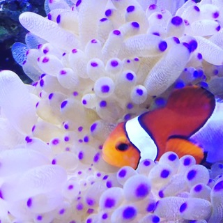 カクレクマノミとヤエヤマギンポ