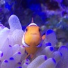 カクレクマノミとヤエヤマギンポ サムネイル2