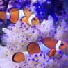 カクレクマノミとヤエヤマギンポ サムネイル3