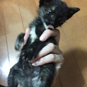 ふわふわ子猫 里親募集