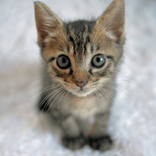 あまえんぼ★キジトラおちび♀★生後1か月半