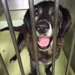 ラブラドール雑です