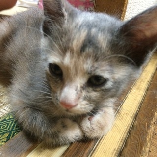 子猫の里親を募集しています