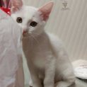 とっても可愛い、お利口な白猫ちゃんです。