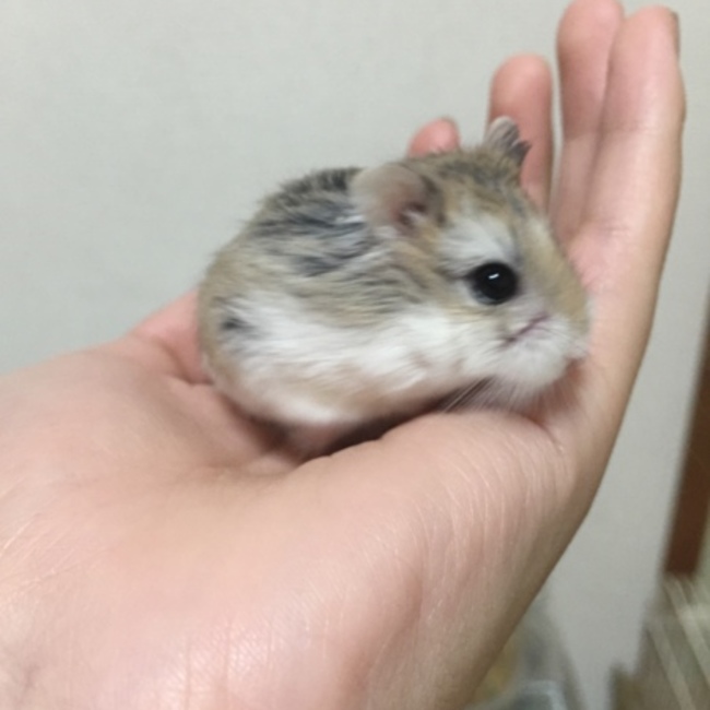 むねふねのカバー写真