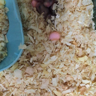 ロボ子ハム、応募者多く一旦募集〆