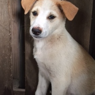大きなな垂れ耳の仔犬