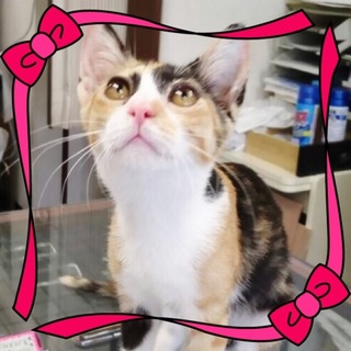 人が大好き♡懐っこい三毛猫みいこ♪