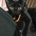 黒猫姉妹 黄色バンダナちゃん