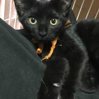 黒猫姉妹 黄色バンダナちゃん