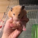 14ヶ月ゴールデンハムスター