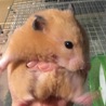 14ヶ月ゴールデンハムスター サムネイル2