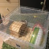 14ヶ月ゴールデンハムスター サムネイル3