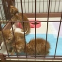 茶トラの子猫保護しました！