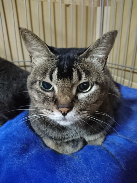 ララ