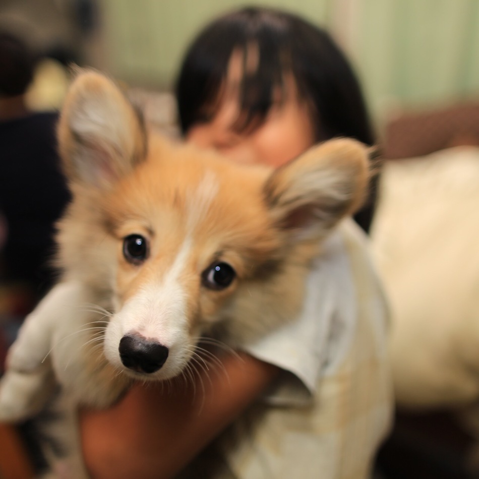 Midi(ミディ)のカバー写真