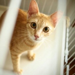 人懐っこすぎる茶トラのニー