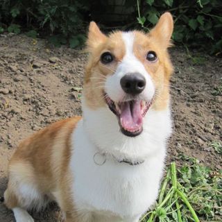 コーギー　２歳