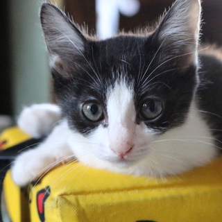 子猫♂の里親を募集しています(約３ヶ月