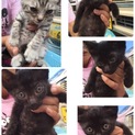 保護猫ちゃんたち