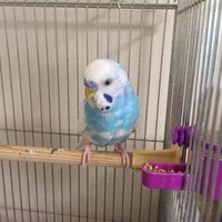ぴーちゃん