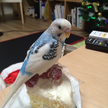 ケーキの上に乗って可愛いです(もちろんケーキはあげませんが。。)