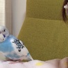 肩の上が好き♡