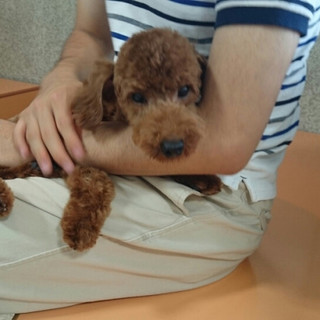 かつおです（心臓病の手術済み）