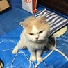 スコえもん