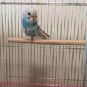 セキセイインコ(♂)の里親募集
