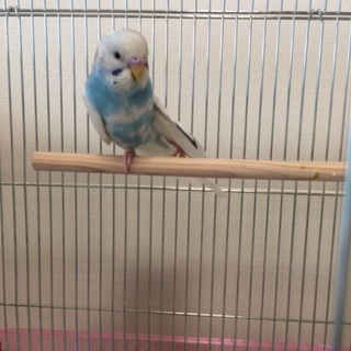 セキセイインコ(♂)の里親募集