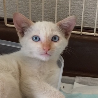 シャムの交じったオスの子ネコです