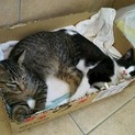 白ソックスハチ＆キジトラ里親様募集