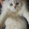 ニャタ
