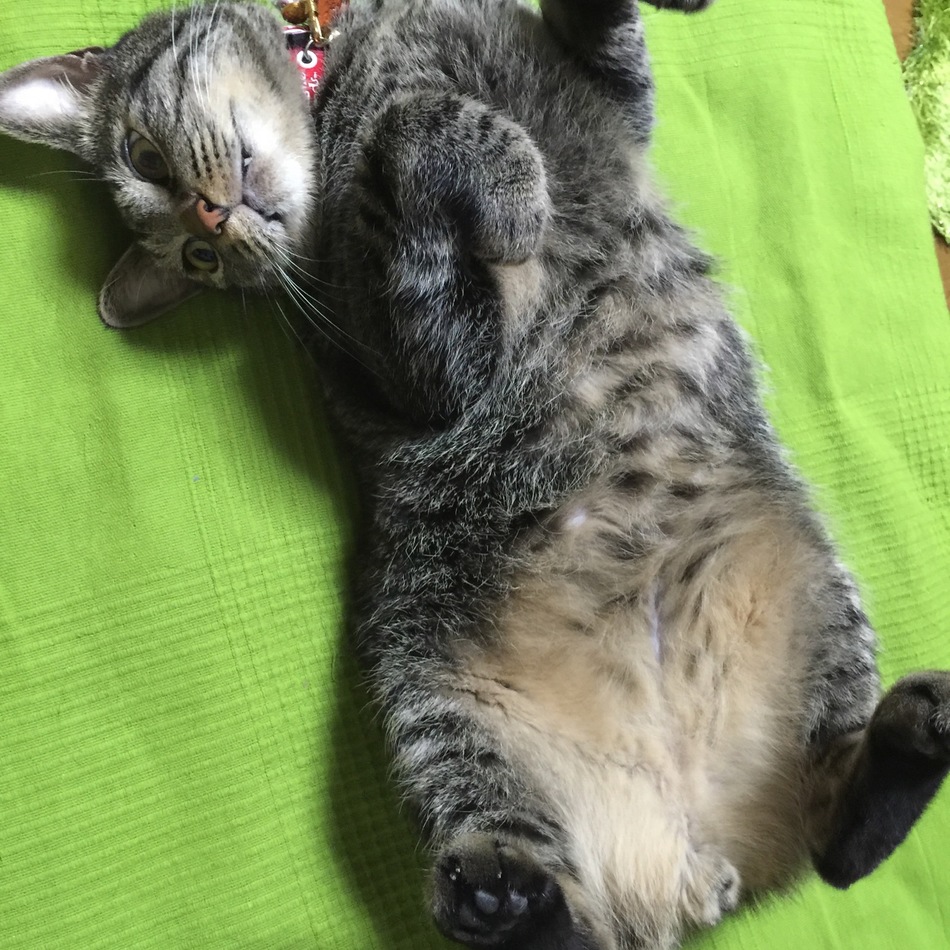 noahのカバー写真