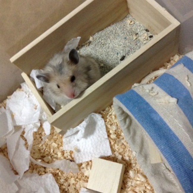 ハムほしのカバー写真