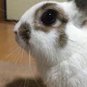 ウサギを可愛がって下さる方へ(市川市在住)