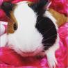 7ヶ月のモルモットの女の子 サムネイル2