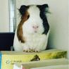 7ヶ月のモルモットの女の子 サムネイル6
