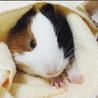 7ヶ月のモルモットの女の子 サムネイル7