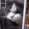 「再募集」飼主センター持ち込みのスコです。